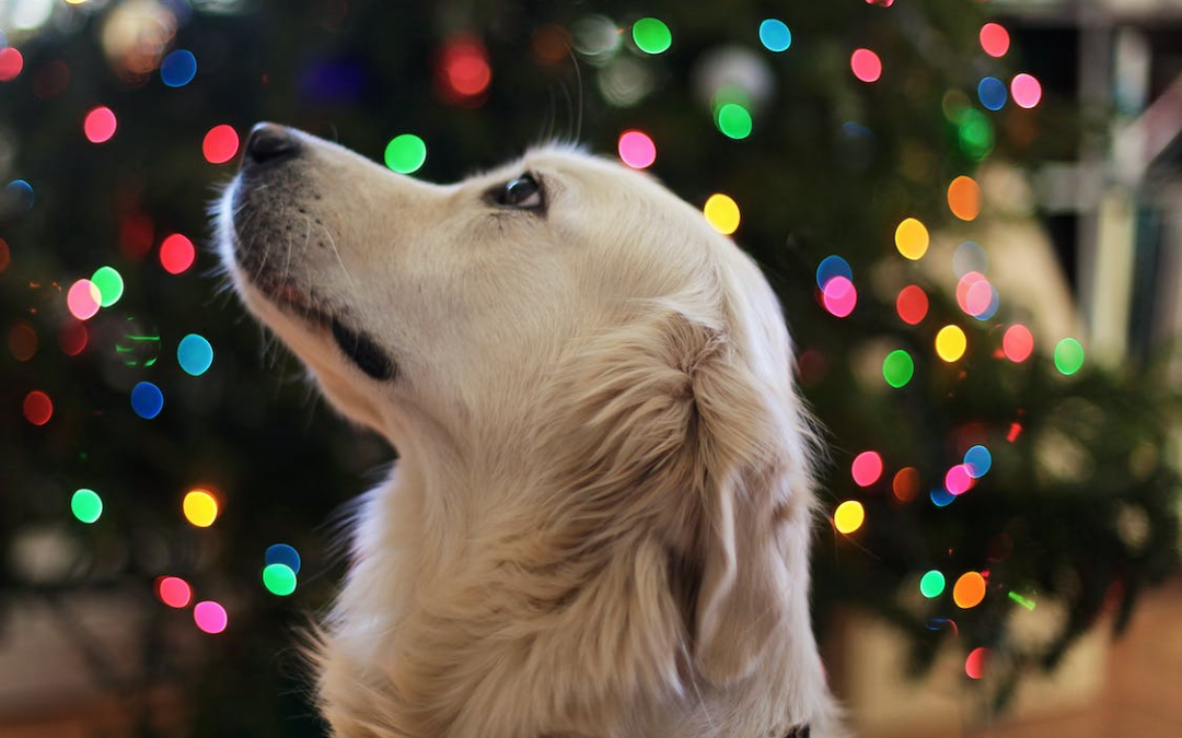 3 Advantages Of Pet Boarding Your Four-Legged Friends During The Holiday