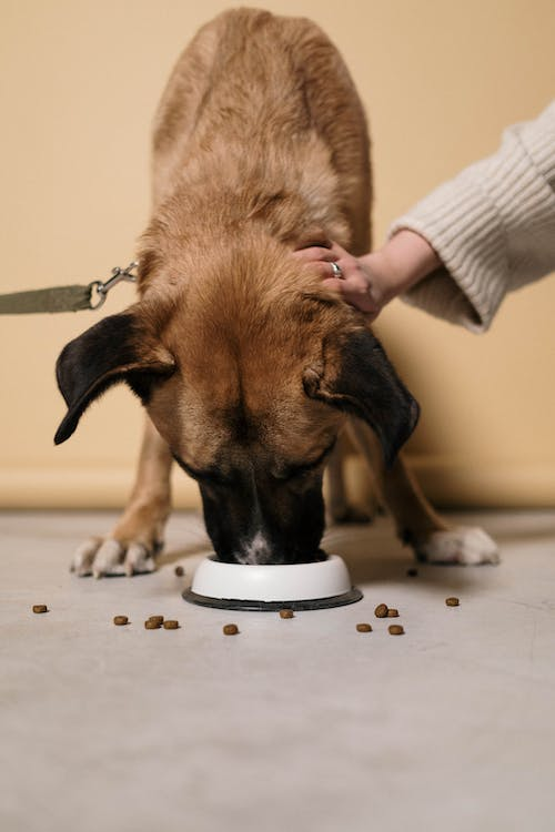 a dog eating food
