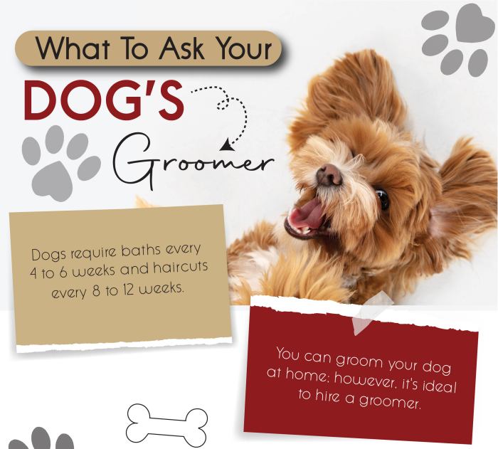 What To Ask Your Dog’s Groomer