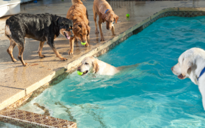 Heading Back To Work? Here’s How Dog Daycare Can Be A Saving Grace!