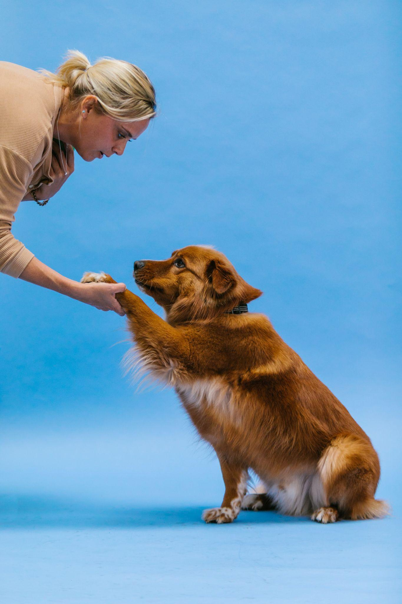 A woman teaching a dog how to shake paws at a doggy daycare near Palm Springs