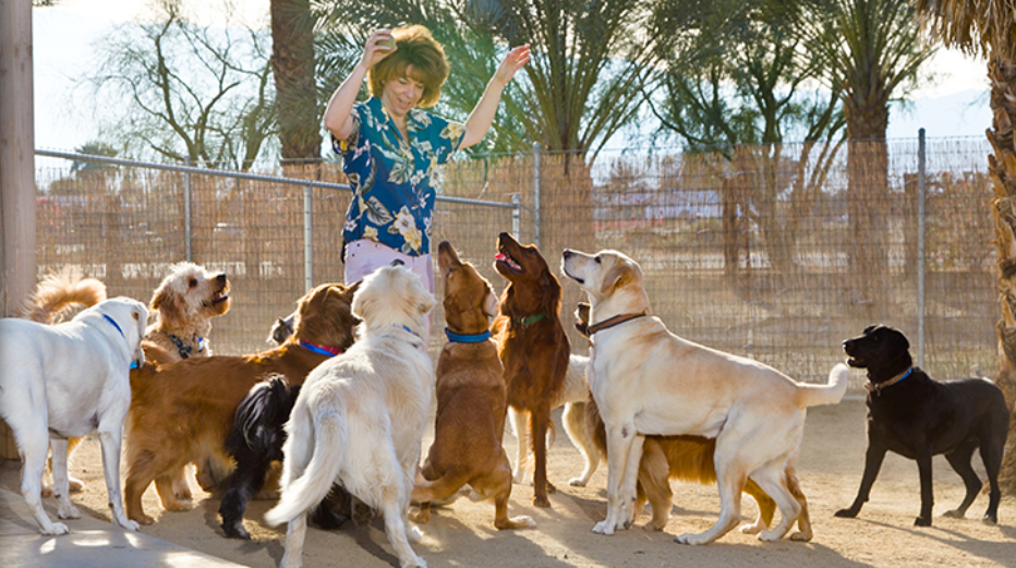 Dog owners that are looking for ways to socialize their pets can opt for a doggy daycare where they can learn new tricks. However, before enrolling your pet into the daycare, make sure you prepare them ahead of time.  For instance, if you feel your dog may show destructive behavior due to separation anxiety, some mental stimulation may be helpful. This guide will help you teach it the right moves before its big day at doggy daycare.    Socialize Your Dog in a Playgroup  To make sure your dog enjoys its time at the daycare, get it to interact and play with other dogs in groups and individually. If you find your dog enjoying playing sessions and socializing with other dogs, it's most likely to have a great experience at doggy daycare. If this is its first time playing with a group of dogs, consider starting with a smaller group and then moving to a larger group later.   Work on Your Pet's Recall  Working on your dog's recall ahead of time will ensure it listens to the staff when called upon. This is important, especially when a dog needs to be called away from others dogs during a potentially problematic situation.  Moreover, dogs with better recalls are afforded more freedom. Experts recommend pet owners should teach their dogs to sit while greeting people, as this will ensure they interact positively with the daycare staff.   Visit Your Dog's Vet  When preparing your dog for attending doggy daycare, take it to the vet and get it checked for kennel cough—a condition similar to the rhinovirus affecting humans. The veterinarian will prevent such viruses from spreading with a vaccine.  Your dog's daycare may also require you to vaccinate your dog for other viruses and diseases, such as a canine distemper shot and rabies refreshers, before bringing it to daycare. Get a written document from a licensed vet office, as many daycare facilities may require one to permit your dog's stay.    Image Filename: group-dogs   Image Alt Text: A group of dogs  At The Grand Paw, we make sure your pet receives the best care, a comfortable space, and all kinds of entertainment. Our pet resort in Indio, CA, offers dog boarding, dog grooming, and dog daycare services. Contact us today to learn more about our doggie daycare.