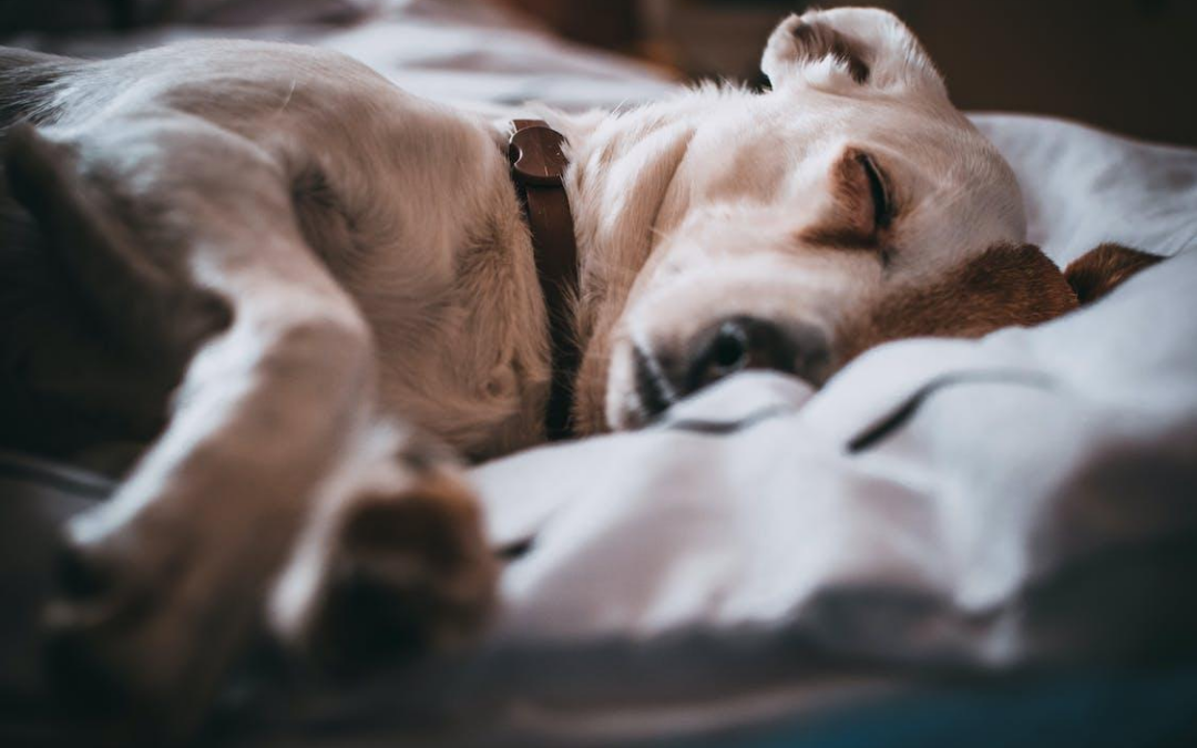 5 Common Dog Illnesses and Conditions to Look Out For