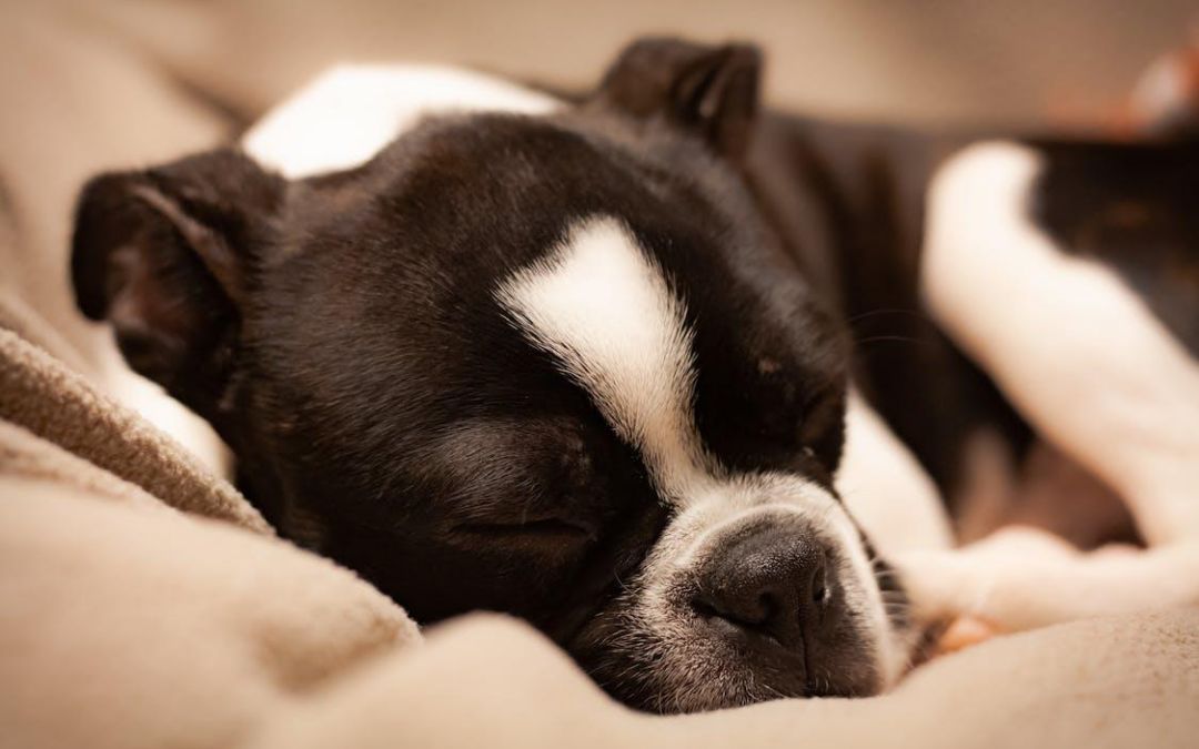 7 Ways to Get Your Dog on a Sleep Schedule