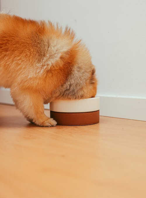 Everything You Need to Know About Feeding Your Puppy