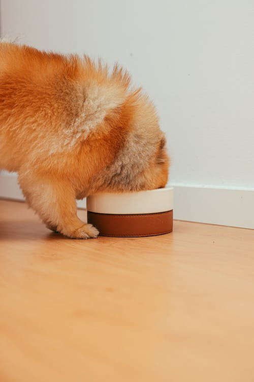 Everything You Need to Know About Feeding Your Puppy The Grand Paw