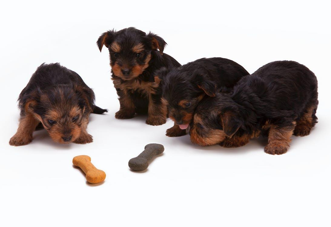 Picture of four puppies