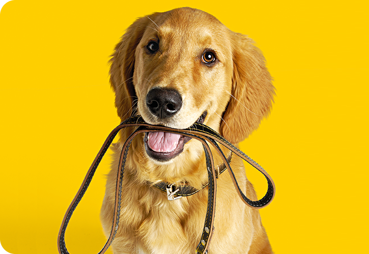 A dog holding its leash