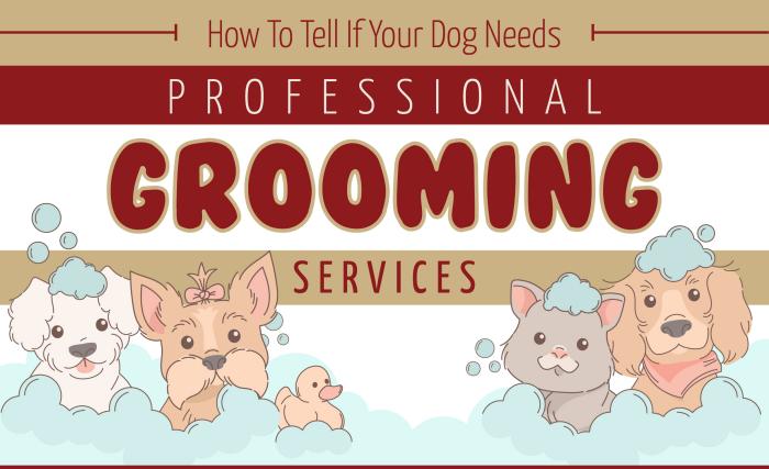 How To Tell If Your Dog Needs Professional Grooming Services
