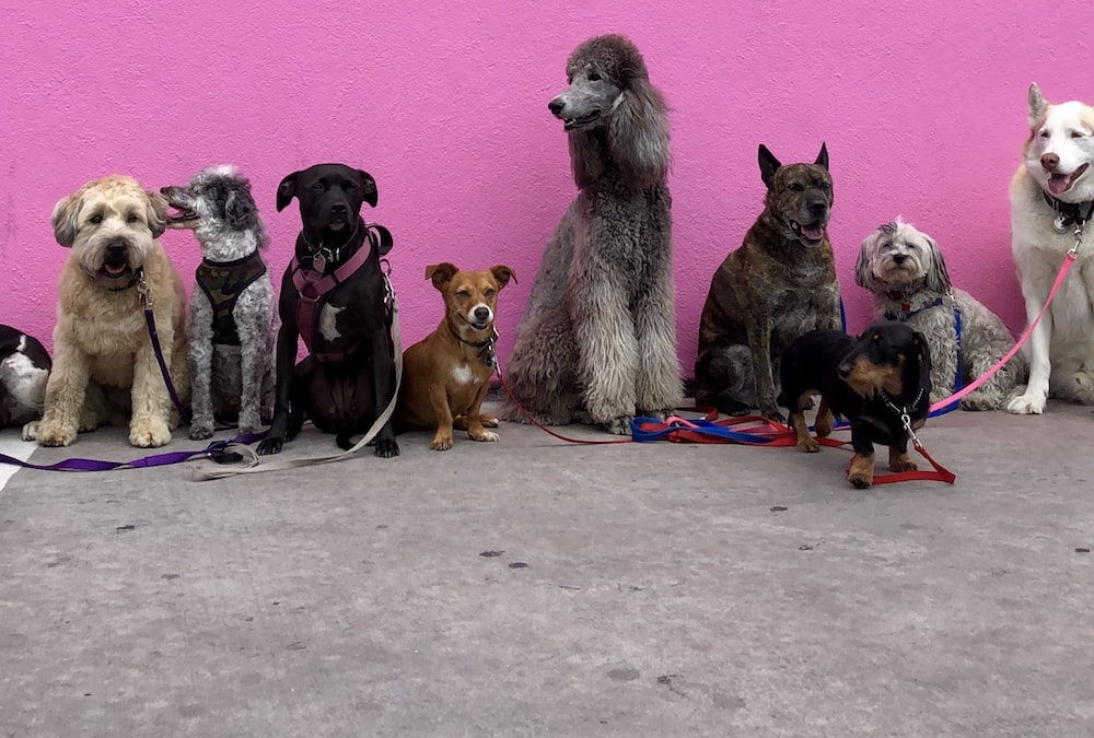 Dog Socialization: How Doggy Daycare Can Help