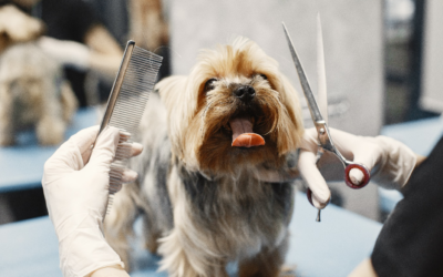 The Importance of Regularly Grooming Your Dog