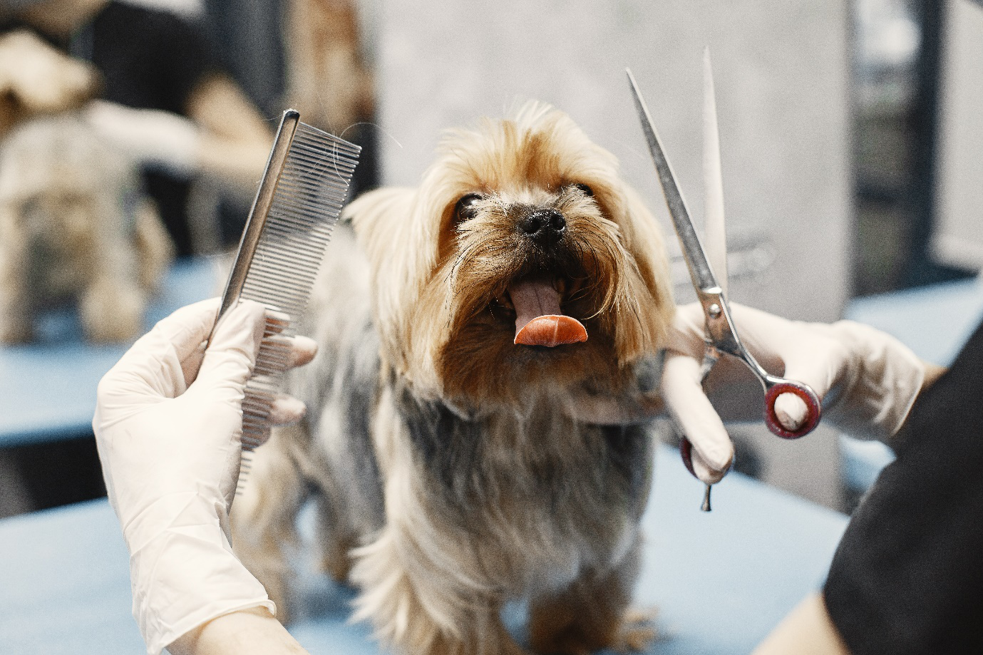 A dog with its tongue out during grooming