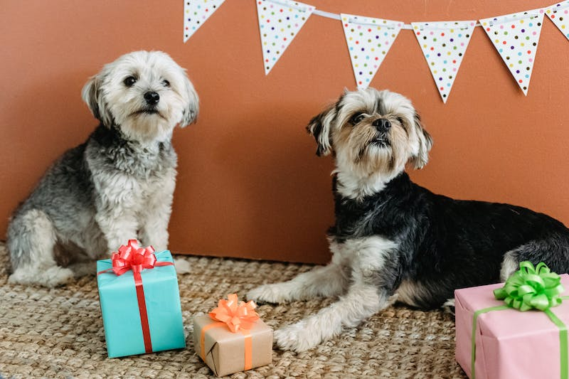 5 Different Pet Holidays You Can Celebrate With Your Furry Friend
