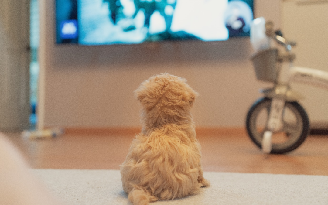 Do Dogs Like Watching TV? All You Need to Know
