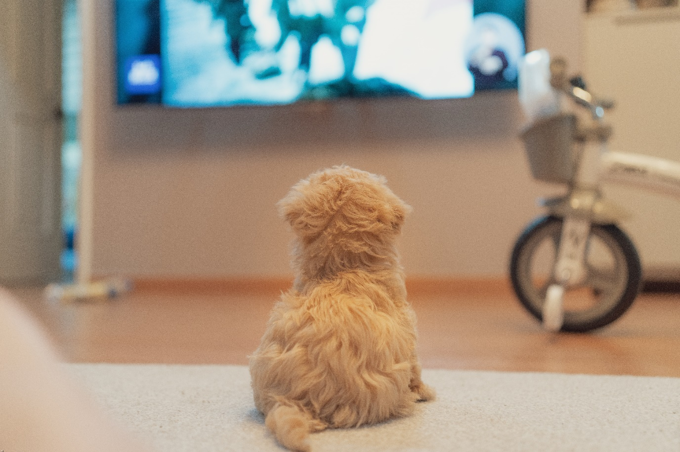 Dog watching TV