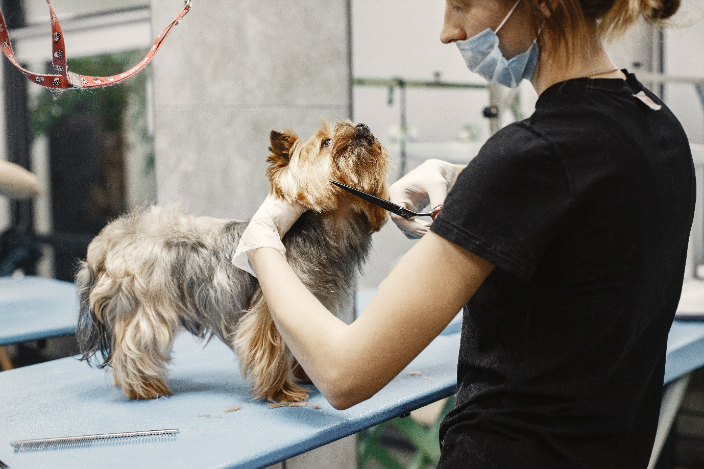 A woman grooming a dog