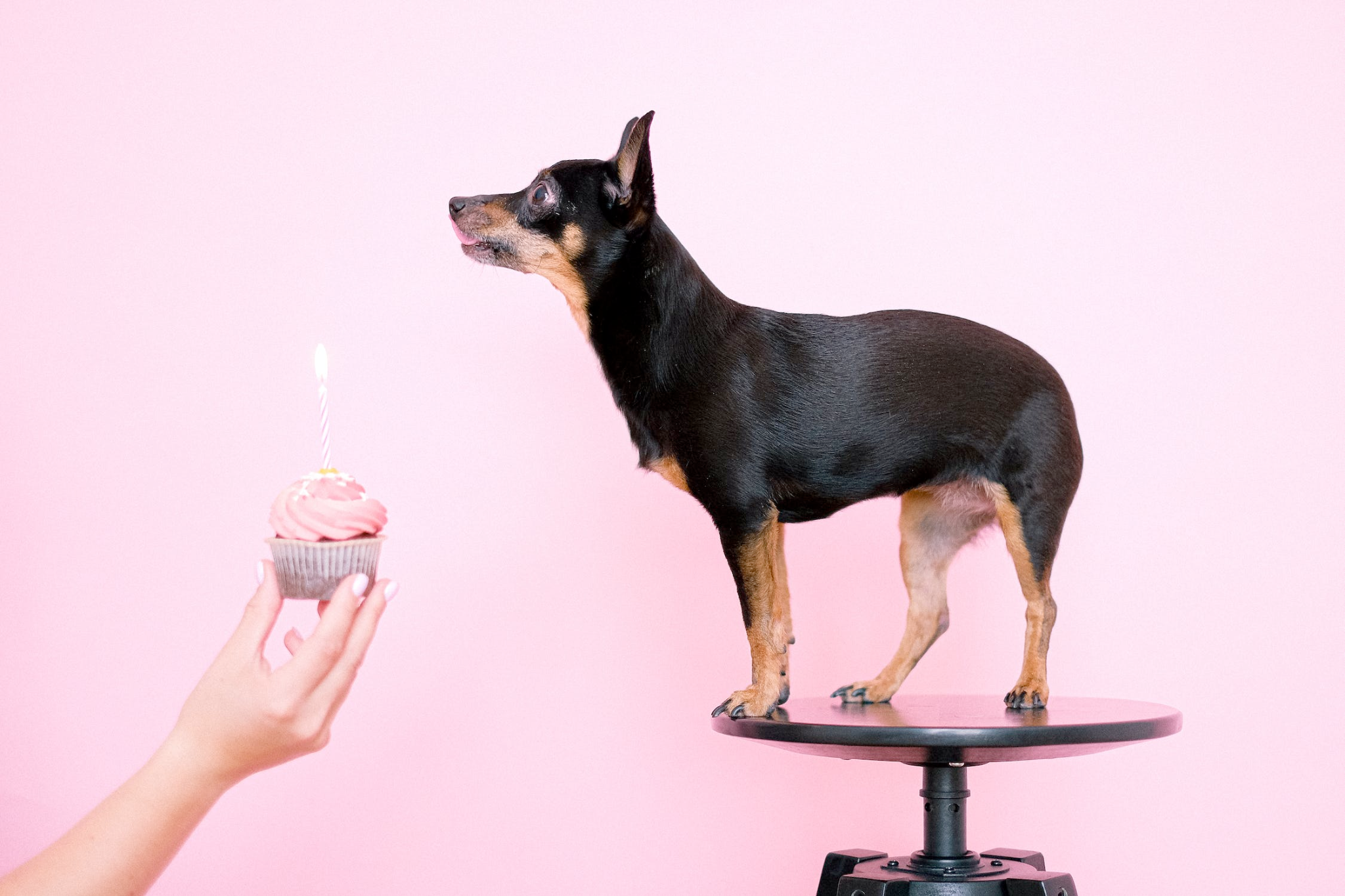 An image of a person offering a cupcake to a dog