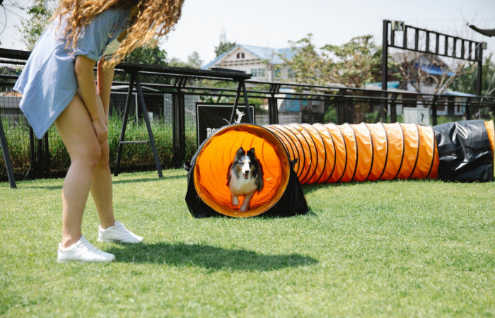 A dog running through a play tunnel in a yard at a dog boarding facility