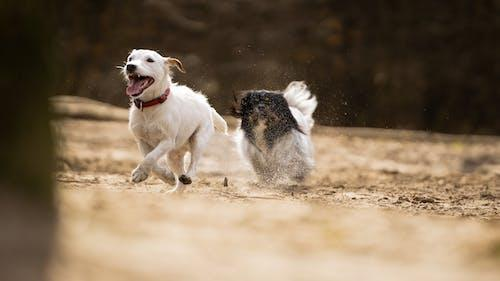 Know the Difference Between Short-Term and Long-Term Overnight Dog Boarding