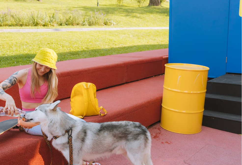 Dog Boarding vs Daycare: Know the Difference