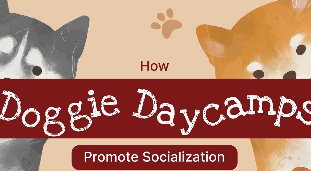 How Doggie Daycamps Promote Socialization