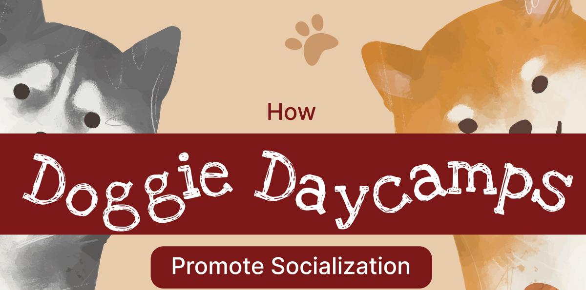 How Doggie Daycamps Promote Socialization