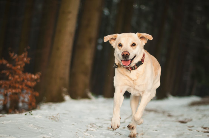 Unleashing the Fun: Exploring the Benefits of Doggie Daycamp
