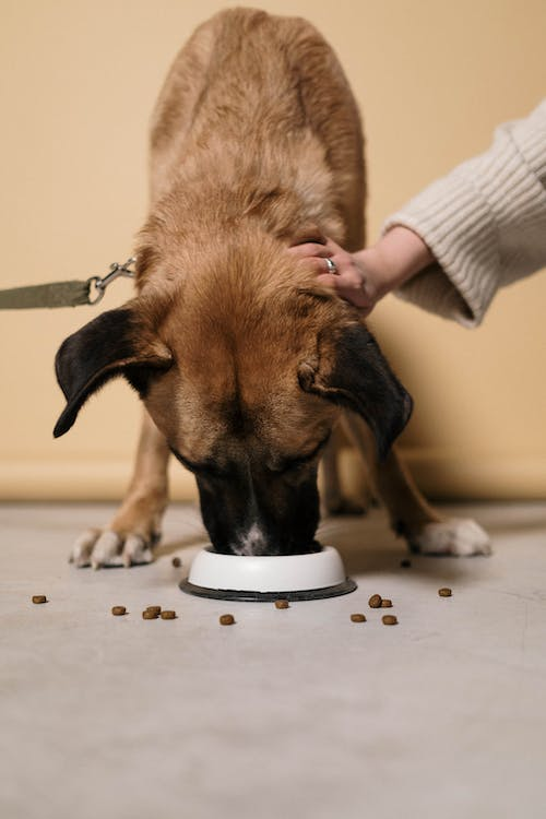 A dog eating food 