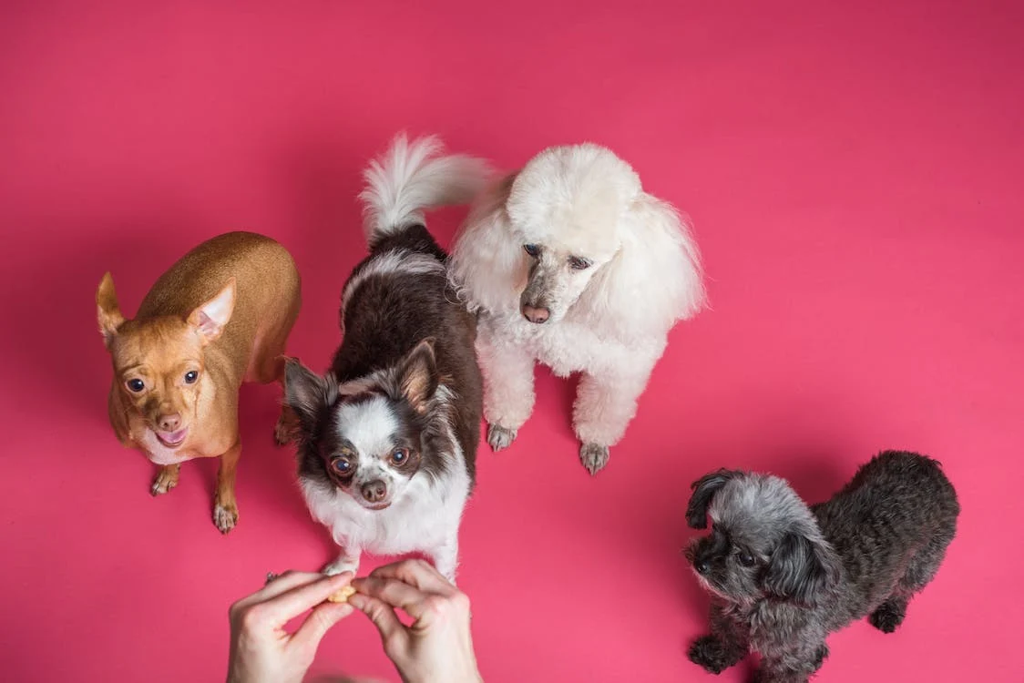 An image of a person giving multiple dogs a treat on a pink background 