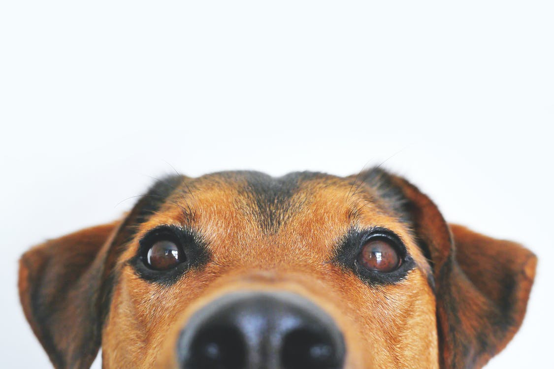 A close up image of a brown and black dog's face
