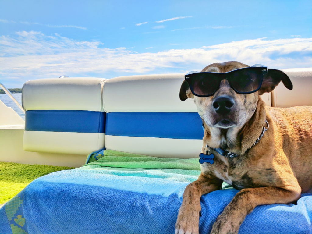 Dog Boarding Packing Checklist A Guide for Palm Desert Dog Owners