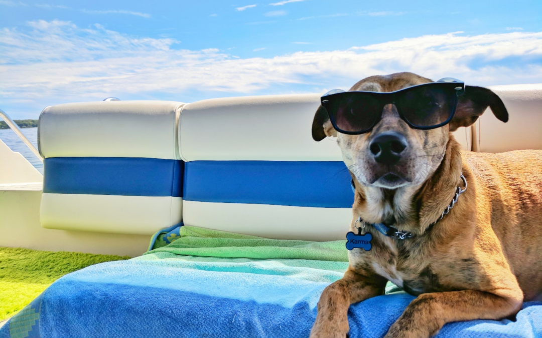 Dog Boarding Packing Checklist: A Guide for Palm Desert Dog Owners