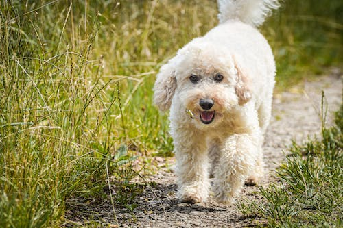 A White Poodle Running on a Grassy Field