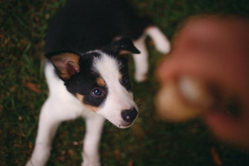 White and Black Short-Coated Puppy on Green Grass