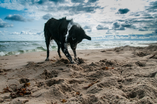 A dog digging at the beach
