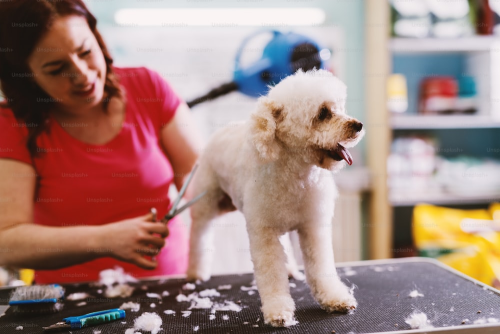 A woman trimming a dog’s coat