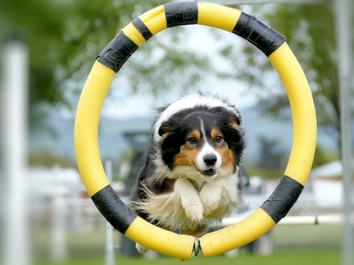 Why Your Dog Needs Regular Physical Exercise