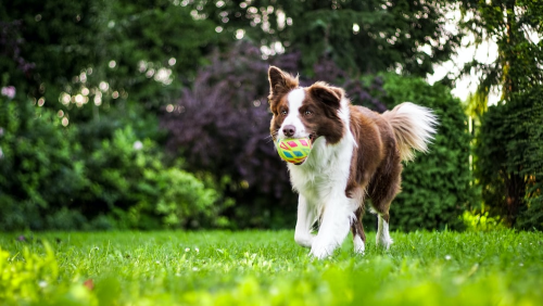 A brown and white dog running with a ball in its mouth