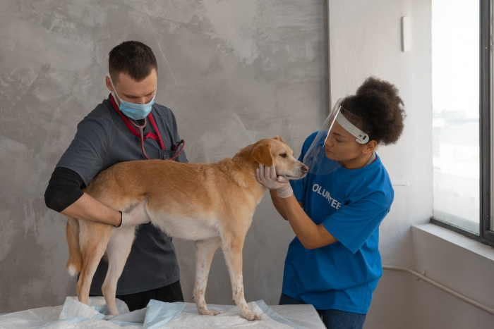 The Importance of Regular Vet Check-ups for Dogs: Ensuring a Healthy Life
