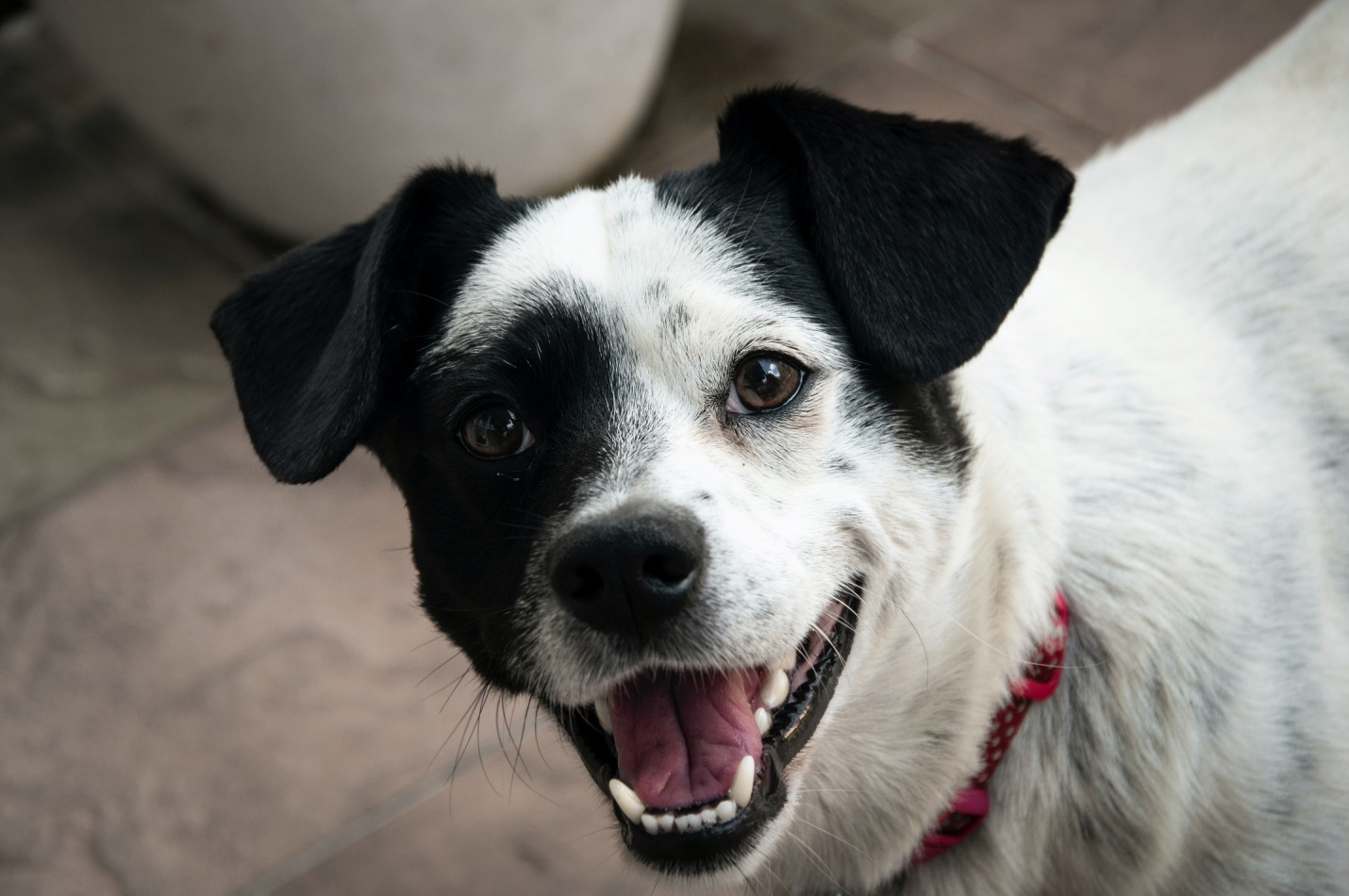 The importance of play for dogs at daycare in Rancho Mirage