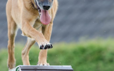 The Art of Positive Dog Training: Building a Strong Bond