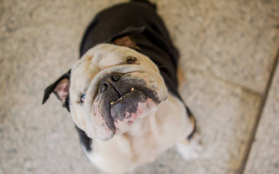 Safety at Doggie Daycare: Meeting Your Pet’s Social Play Criteria