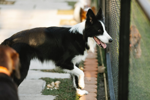 A Border Collie on a walkway against a grid fence