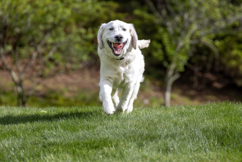 White Short-Coated Dog Running on Green Grass Field