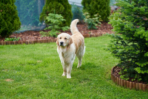 A Golden Retriever Dog on Green Grass Field