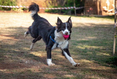 Black and White Border Collie Running on Brown Grass Field