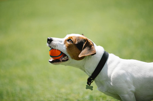 A Dog in a black collar with a ball in the teeth