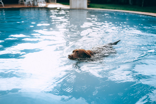 A Dog Swimming in Water