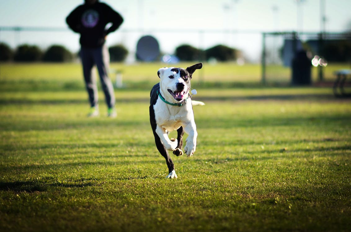 Happy dog on a green field
