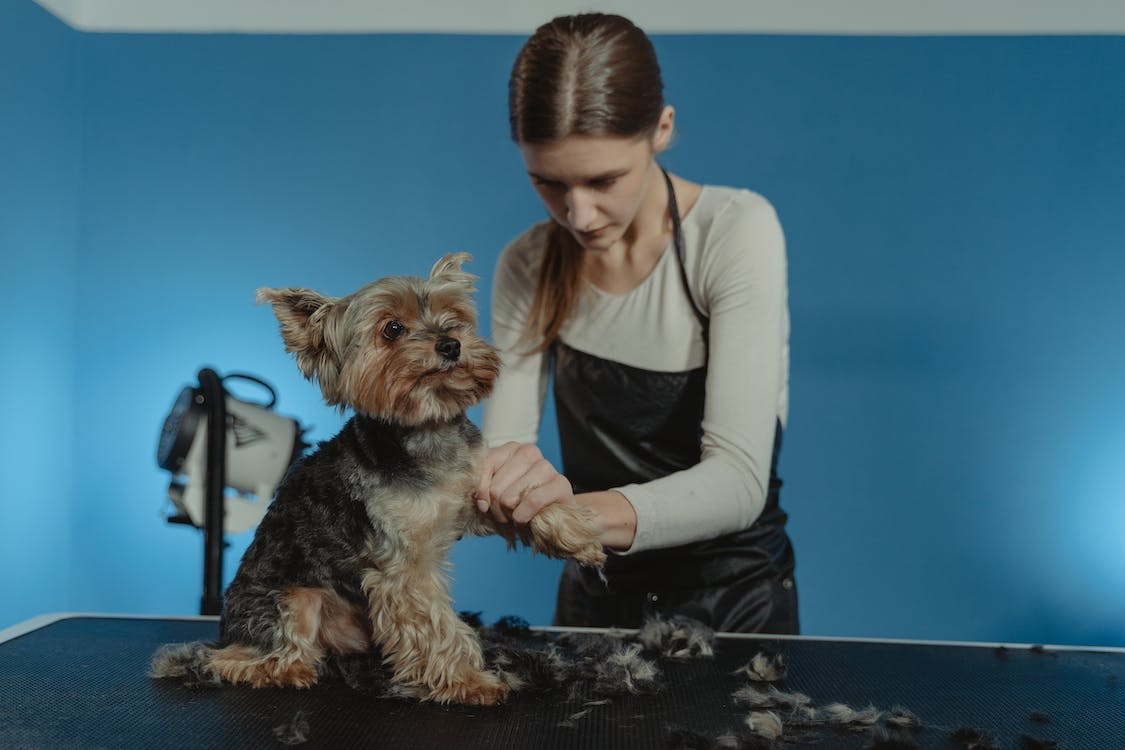A professional dog groomer